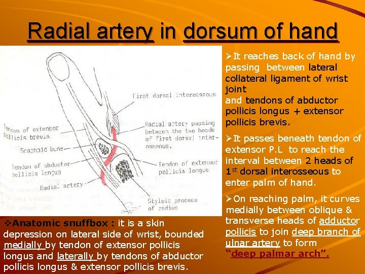 Radial artery in dorsum of hand ØIt reaches back of hand by passing between