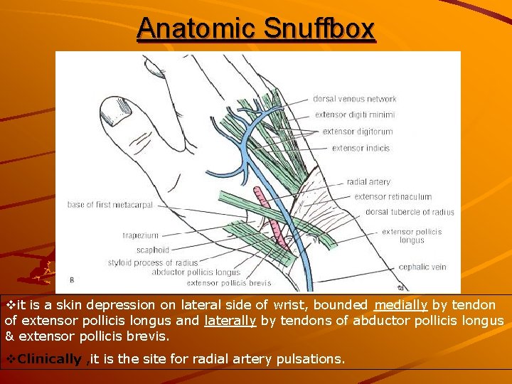 Anatomic Snuffbox vit is a skin depression on lateral side of wrist, bounded medially