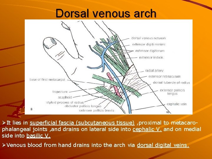 Dorsal venous arch ØIt lies in superficial fascia (subcutaneous tissue) , proximal to metacarophalangeal