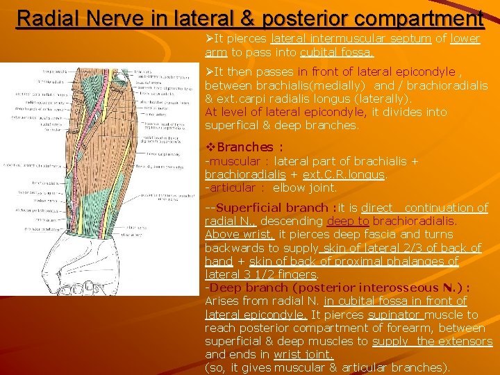 Radial Nerve in lateral & posterior compartment ØIt pierces lateral intermuscular septum of lower