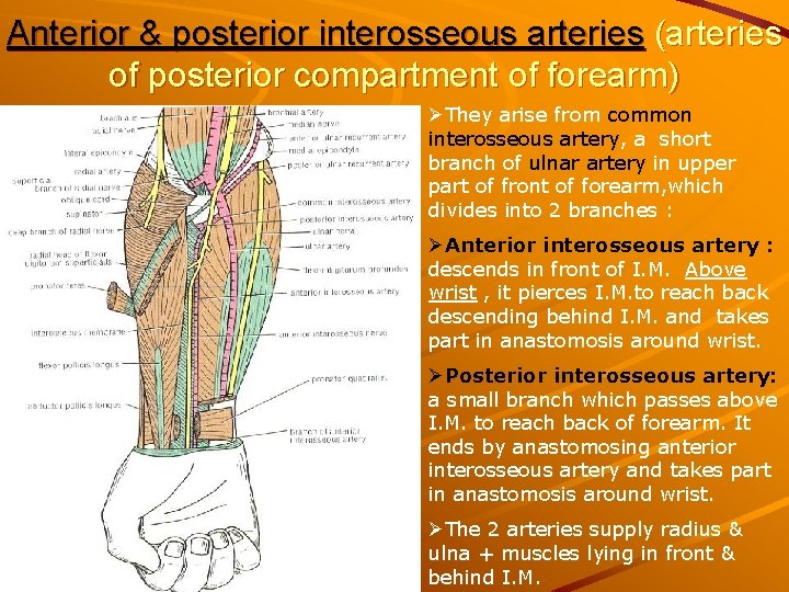 Anterior & posterior interosseous arteries (arteries of posterior compartment of forearm) ØThey arise from