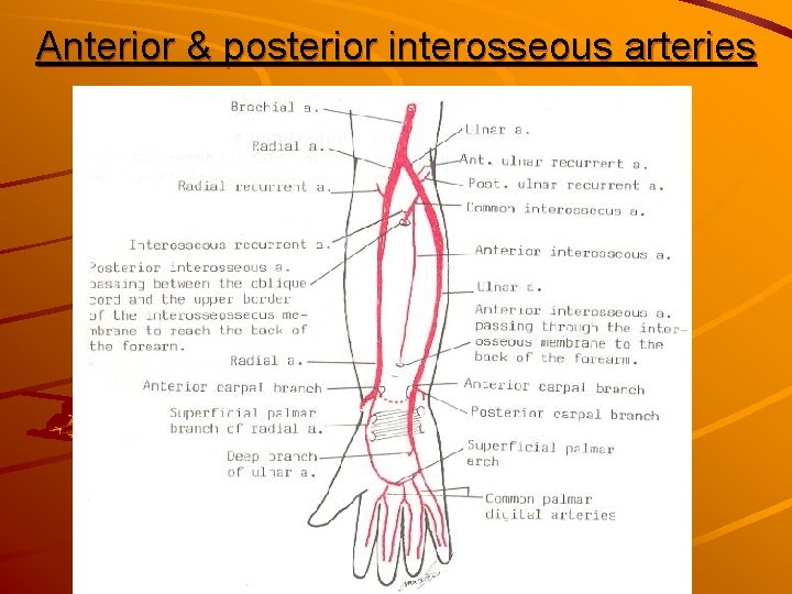 Anterior & posterior interosseous arteries 