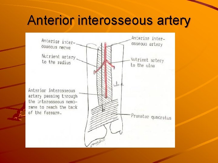 Anterior interosseous artery 