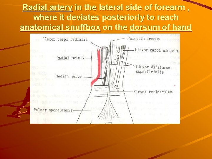 Radial artery in the lateral side of forearm , where it deviates posteriorly to