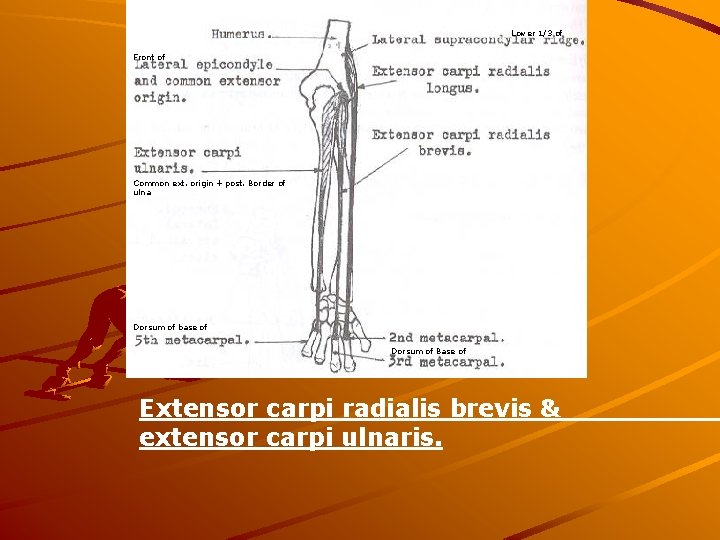 Lower 1/3 of Front of Common ext. origin + post. Border of ulna Dorsum