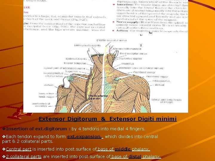 1 - for 2 - Into its extensor expansion Extensor Digitorum & Extensor Digiti