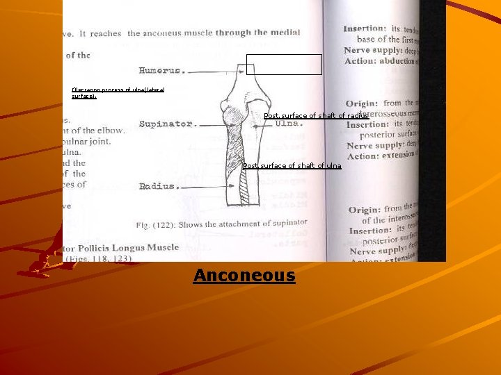 Olecranon process of ulna(lateral surface). Post. surface of shaft of radius Post. surface of