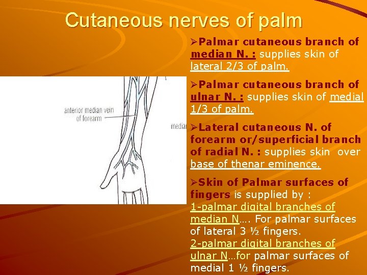 Cutaneous nerves of palm ØPalmar cutaneous branch of median N. : supplies skin of