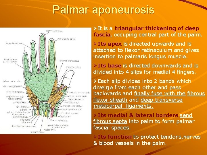 Palmar aponeurosis ØIt is a triangular thickening of deep fascia, occuping central part of