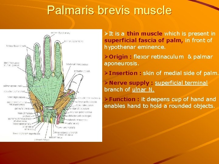 Palmaris brevis muscle ØIt is a thin muscle which is present in superficial fascia