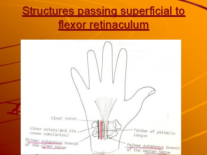 Structures passing superficial to flexor retinaculum 