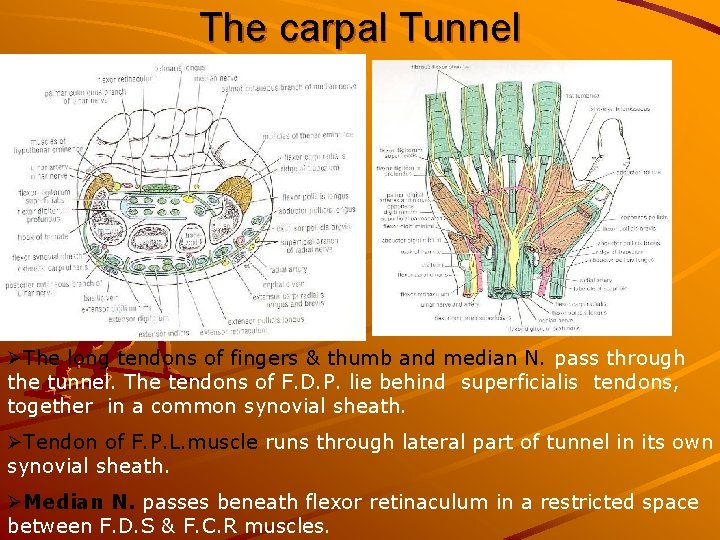 The carpal Tunnel ØThe long tendons of fingers & thumb and median N. pass