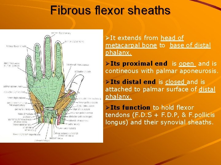 Fibrous flexor sheaths ØIt extends from head of metacarpal bone to base of distal
