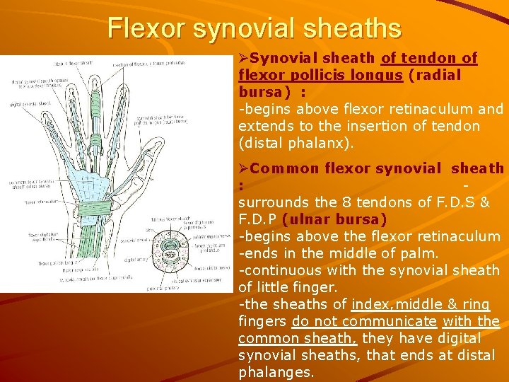 Flexor synovial sheaths ØSynovial sheath of tendon of flexor pollicis longus (radial bursa) :