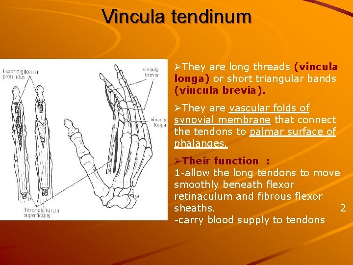 Vincula tendinum ØThey are long threads (vincula longa) or short triangular bands (vincula brevia).