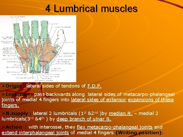 4 Lumbrical muscles ØOrigin : lateral sides of tendons of F. D. P. ØInsertion