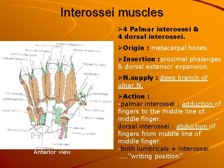 Interossei muscles Ø 4 Palmar interossei & 4 dorsal interossei. ØOrigin : metacarpal bones.