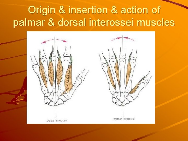 Origin & insertion & action of palmar & dorsal interossei muscles 