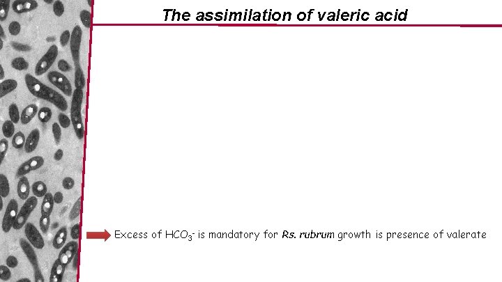 The assimilation of valeric acid Excess of HCO 3 - is mandatory for Rs.