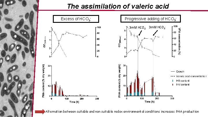 The assimilation of valeric acid Excess of HCO 3 - Progressive adding of HCO