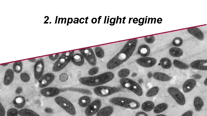 2. Impact of light regime 