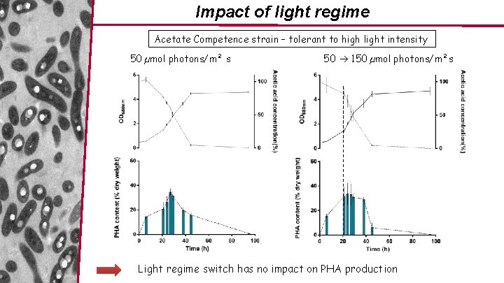 Impact of light regime Acetate Competence strain – tolerant to high light intensity 50