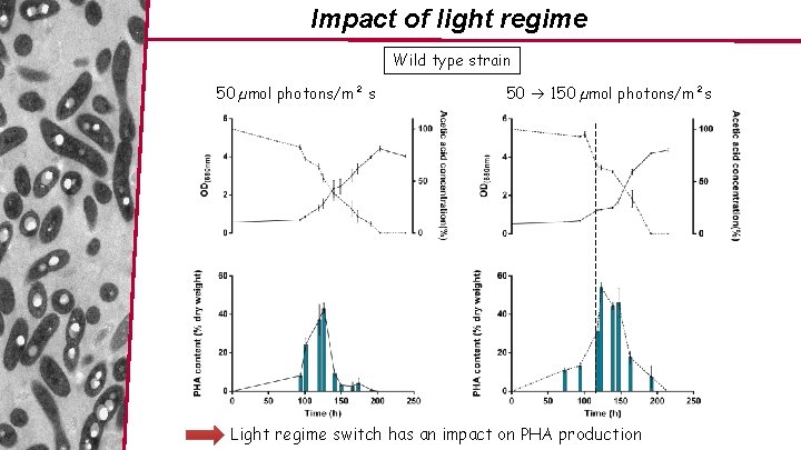 Impact of light regime Wild type strain 50 µmol photons/m² s 50 150 µmol