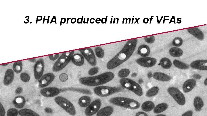 3. PHA produced in mix of VFAs 