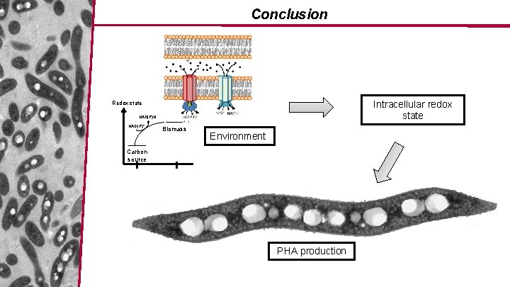 Conclusion Intracellular redox state Redox state NAD(P)H NAD(P)+ Biomass Environment Carbon source PHA production