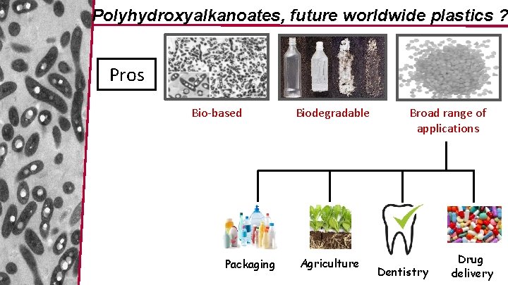 Polyhydroxyalkanoates, future worldwide plastics ? Pros Bio-based Packaging Biodegradable Agriculture Broad range of applications