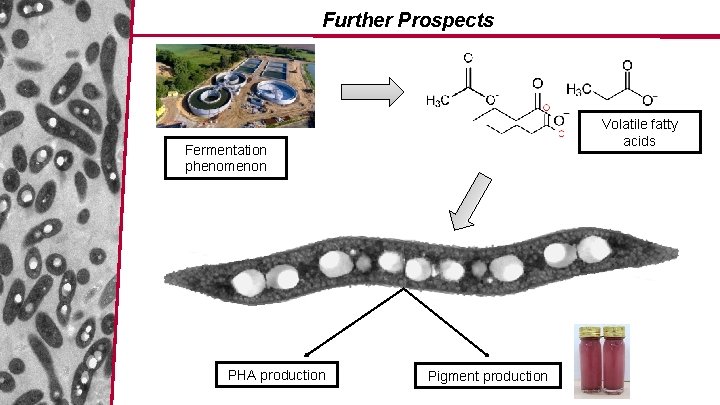 Further Prospects Volatile fatty acids Fermentation phenomenon PHA production Pigment production 