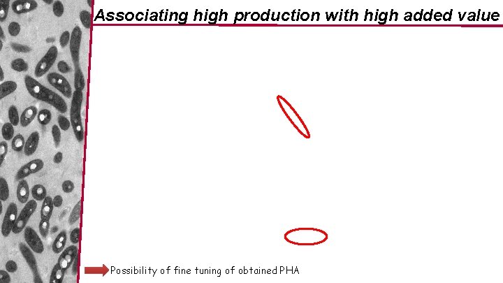 Associating high production with high added value Possibility of fine tuning of obtained PHA