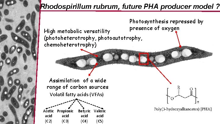 Rhodospirillum rubrum, future PHA producer model ? Photosynthesis repressed by presence of oxygen High