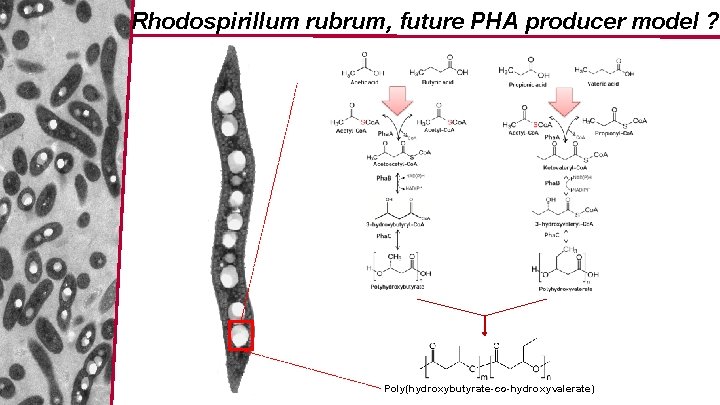 Rhodospirillum rubrum, future PHA producer model ? Poly(hydroxybutyrate-co-hydroxyvalerate) 