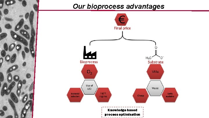 Our bioprocess advantages 