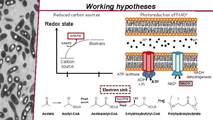 Working hypotheses Reduced carbon sources Photoreduction of NAD+ Redox state NAD(P)H H+ Biomass NAD(P)+