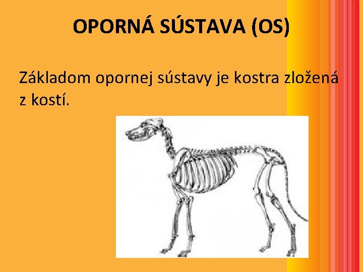 OPORNÁ SÚSTAVA (OS) Základom opornej sústavy je kostra zložená z kostí. OPORNÁ SÚSTAVA (OS) Základom opornej sústavy je kostra zložená z kostí.