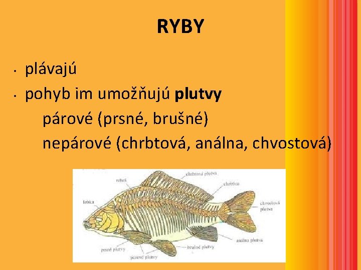 RYBY • • plávajú pohyb im umožňujú plutvy párové (prsné, brušné) nepárové (chrbtová, análna, RYBY • • plávajú pohyb im umožňujú plutvy párové (prsné, brušné) nepárové (chrbtová, análna,