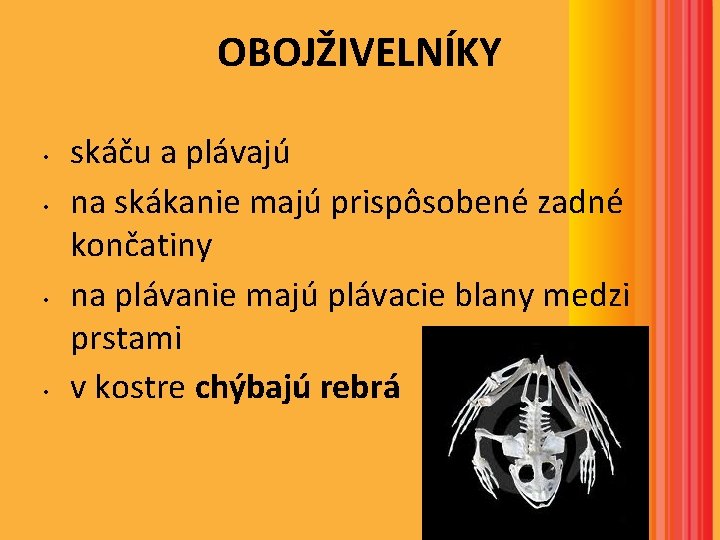 OBOJŽIVELNÍKY • • skáču a plávajú na skákanie majú prispôsobené zadné končatiny na plávanie OBOJŽIVELNÍKY • • skáču a plávajú na skákanie majú prispôsobené zadné končatiny na plávanie