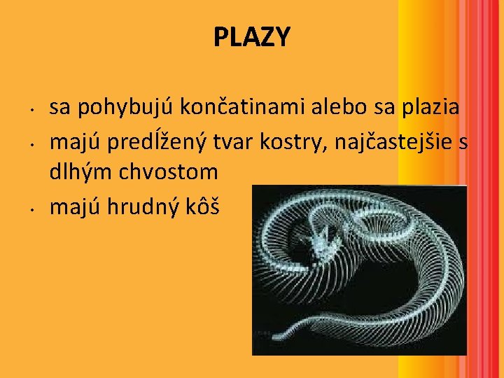 PLAZY • • • sa pohybujú končatinami alebo sa plazia majú predĺžený tvar kostry, PLAZY • • • sa pohybujú končatinami alebo sa plazia majú predĺžený tvar kostry,