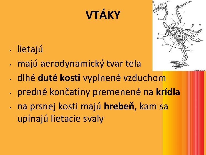 VTÁKY • • • lietajú majú aerodynamický tvar tela dlhé duté kosti vyplnené vzduchom VTÁKY • • • lietajú majú aerodynamický tvar tela dlhé duté kosti vyplnené vzduchom