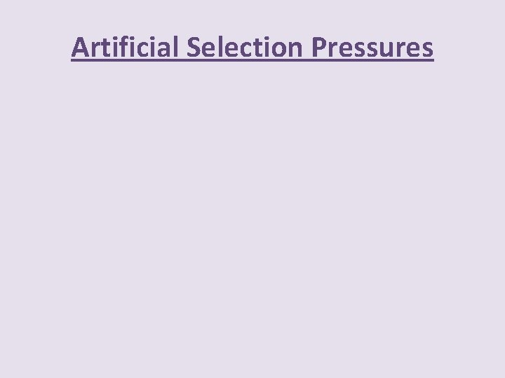 Artificial Selection Pressures 
