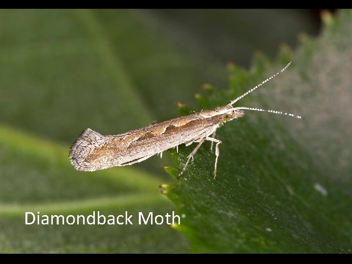 Case Study Diamondback Moth 