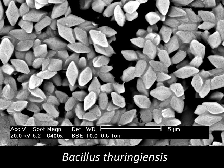Bacillus thuringiensis 