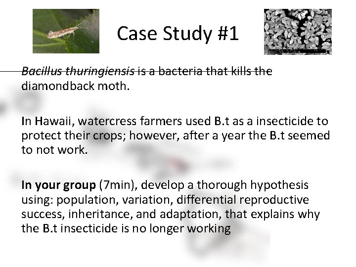 Case Study #1 Bacillus thuringiensis is a bacteria that kills the diamondback moth. In