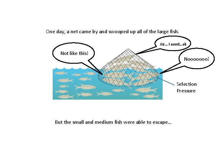 One day, a net came by and swooped up all of the large fish.