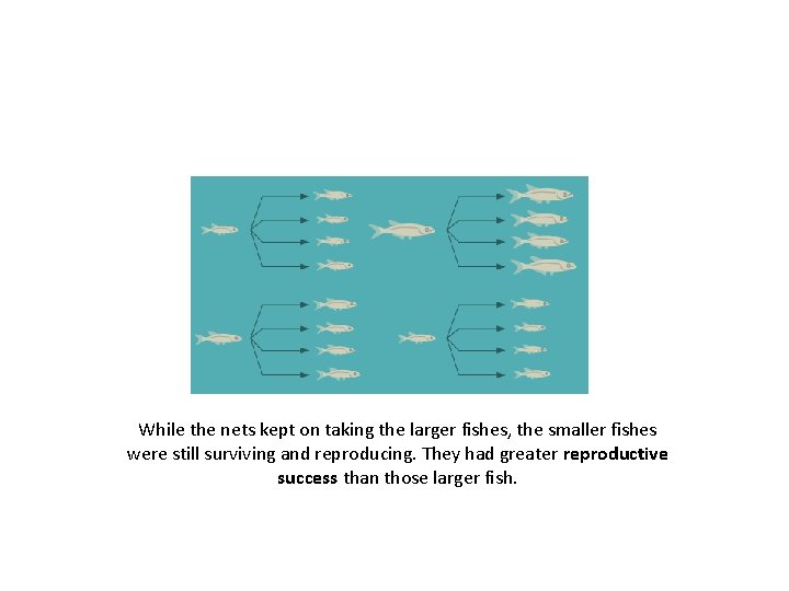 While the nets kept on taking the larger fishes, the smaller fishes were still