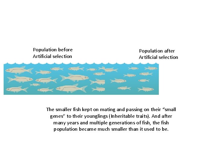 Population before Artificial selection Population after Artificial selection The smaller fish kept on mating