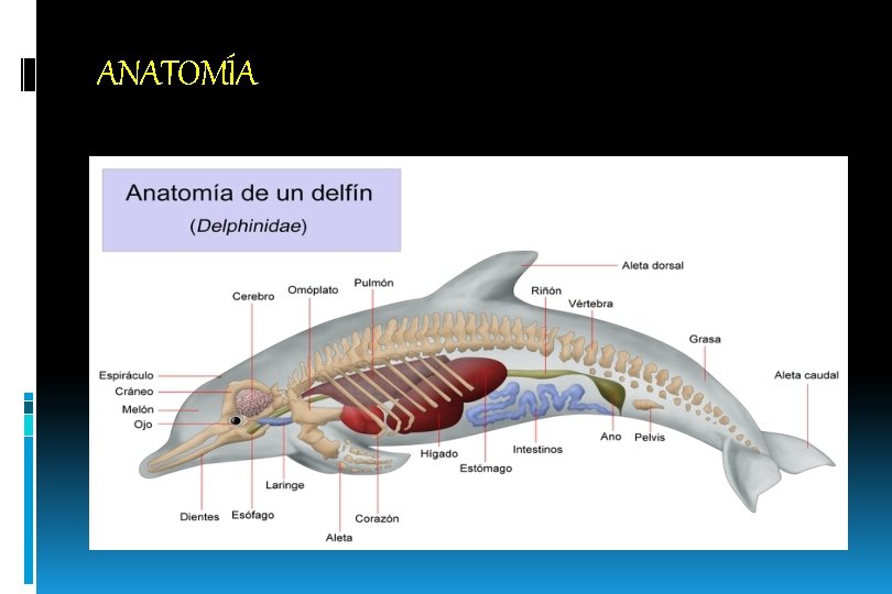 ANATOMÍA 