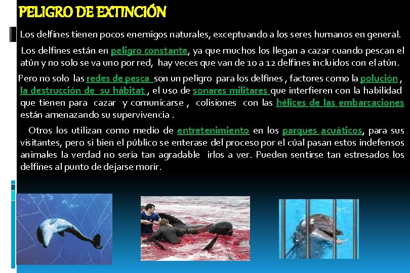 PELIGRO DE EXTINCIÓN Los delfines tienen pocos enemigos naturales, exceptuando a los seres humanos